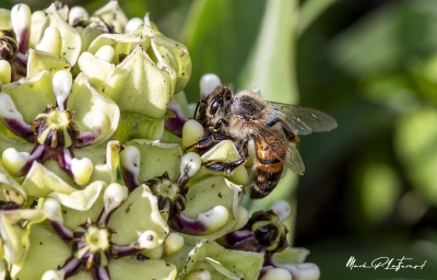 Honey Bee Spring 2020